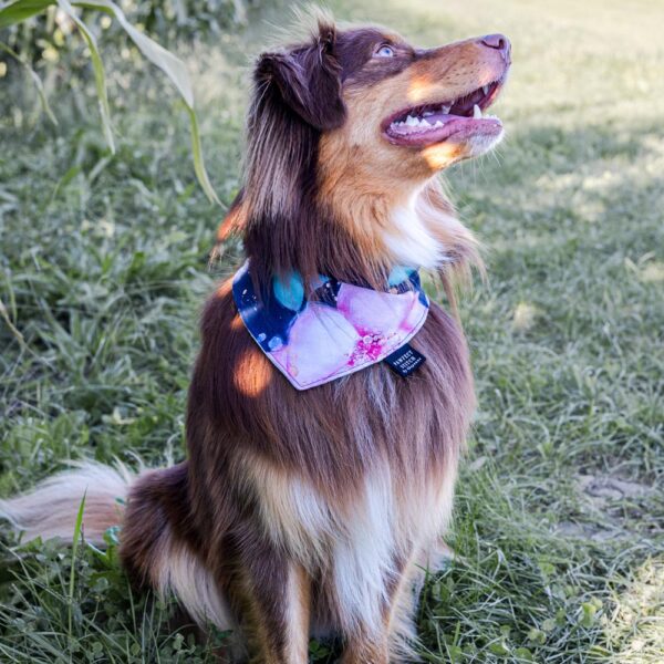 Ein Mini Aussie sitzt in der Wiese und schaut nach oben. Er trägt eine Hunde Bandana in den Farben dunkelblau und mit violetten Blumen verziert.