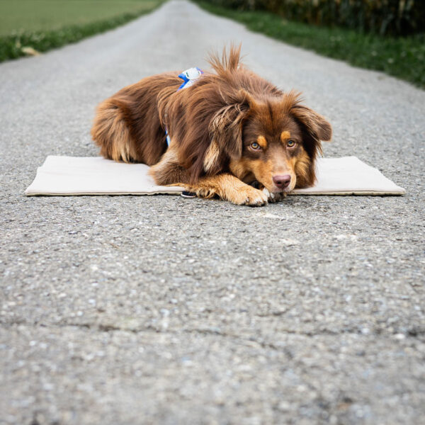 Der Mini Aussie Mailo liegt mitten auf der Strasse auf seiner Hundedecke to go.