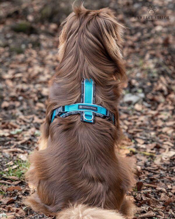 Hundegeschirr nach Mass - Image 8