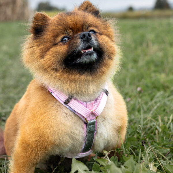 Hundegeschirr Tragefoto